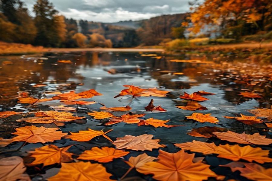 Iaz natural toamna cu frunze colorate reflectate în apă
